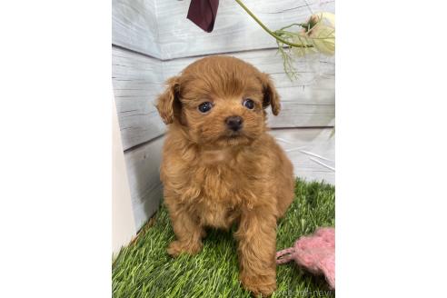販売中の茨城県のミックス犬-385357の6枚目