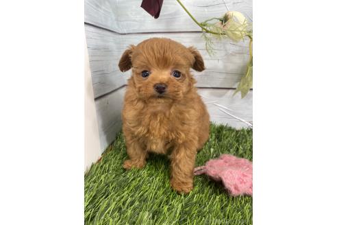販売中の茨城県のミックス犬-385357の5枚目