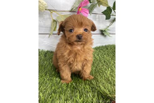 販売中の茨城県のミックス犬-385357の4枚目