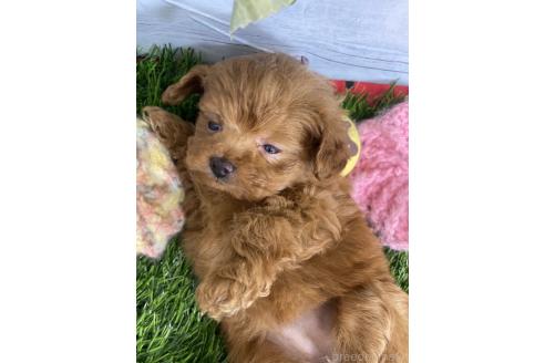 販売中の茨城県のミックス犬-385357の3枚目