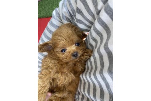 販売中の茨城県のミックス犬-385357の2枚目