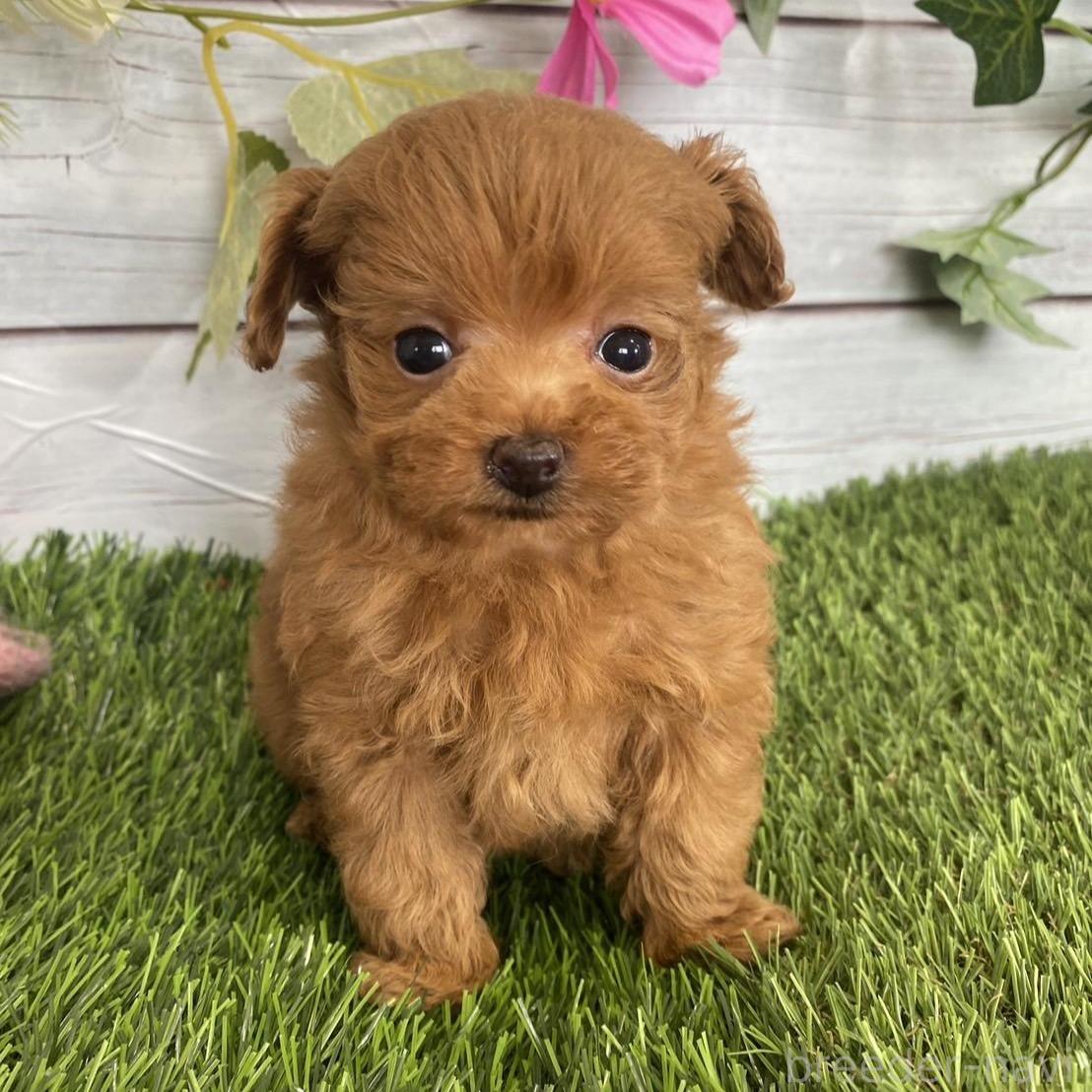 販売中の茨城県のミックス犬-385357