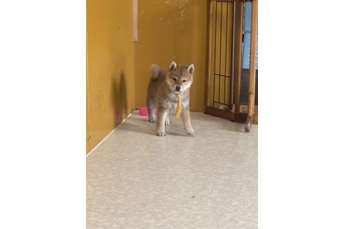 成約済の岡山県の柴犬-374878の2枚目