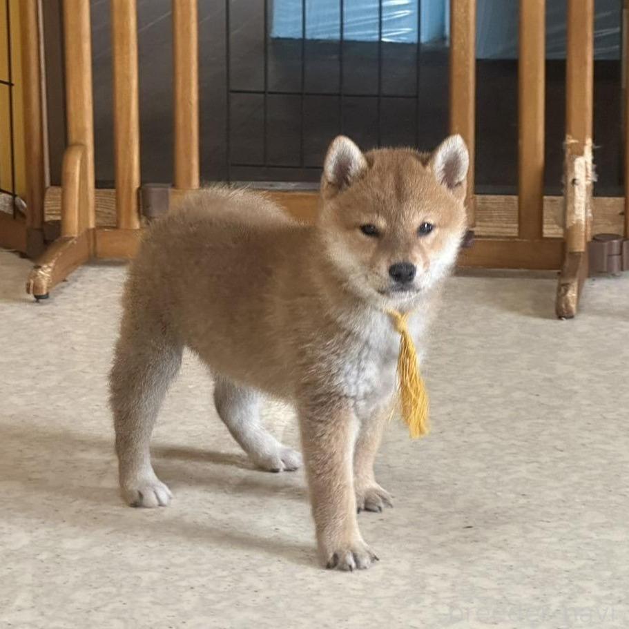 販売中の岡山県の柴犬-374878