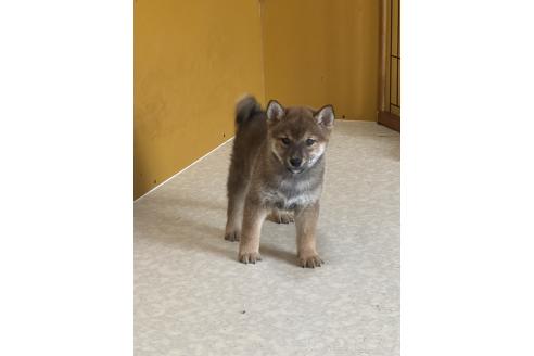 成約済の岡山県の柴犬-374875の3枚目