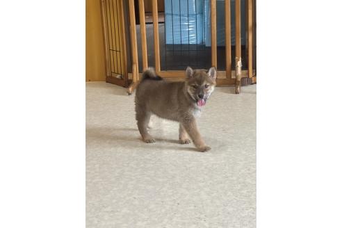 成約済の岡山県の柴犬-374875の2枚目