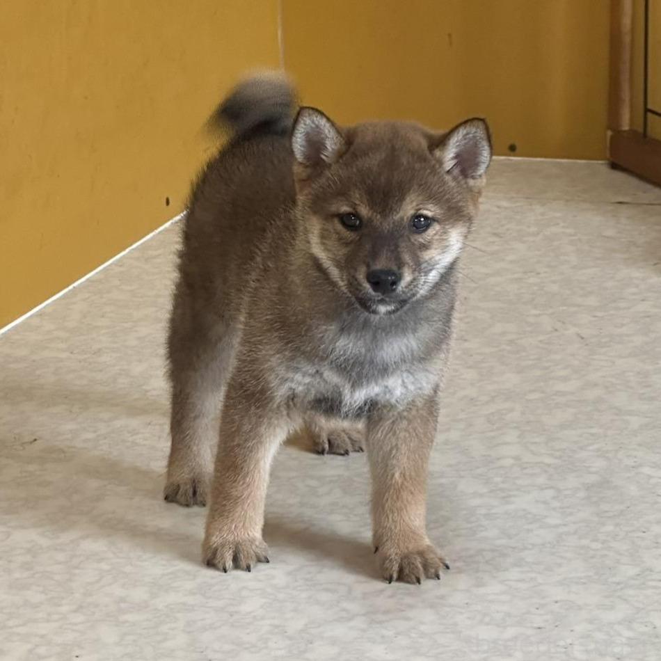 成約済の岡山県の柴犬-374875の1枚目