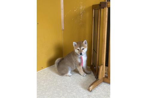 成約済の岡山県の柴犬-374874の2枚目