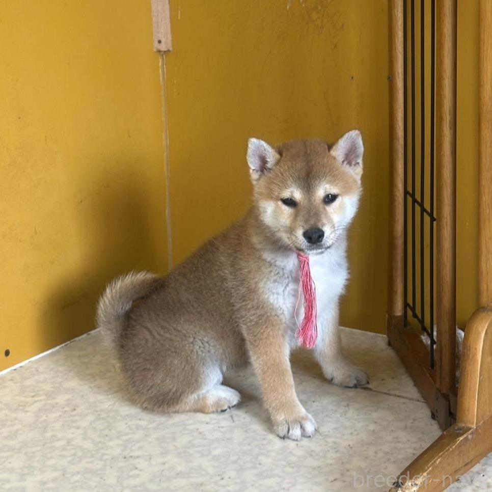 成約済の岡山県の柴犬-374874の1枚目
