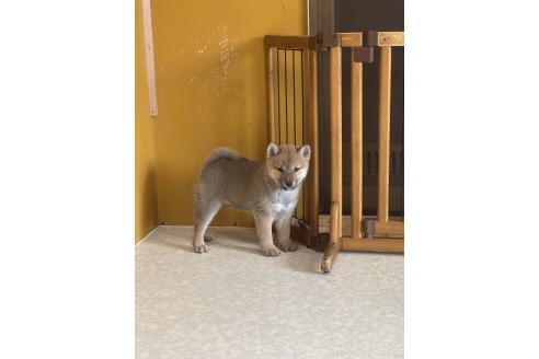 販売中の岡山県の柴犬-374872の3枚目