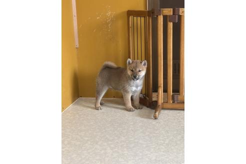 販売中の岡山県の柴犬-374872の2枚目