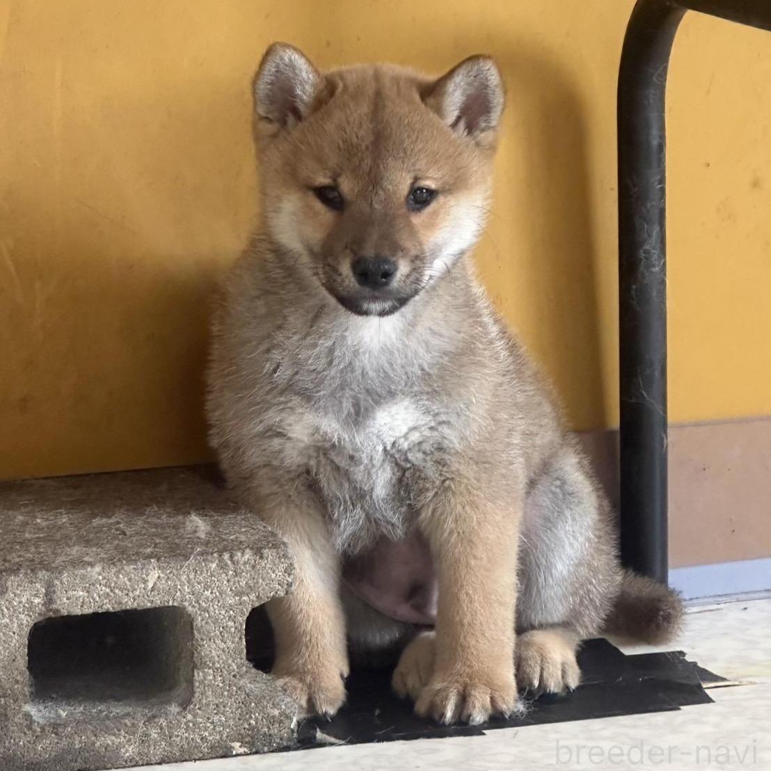 販売中のの柴犬-374872