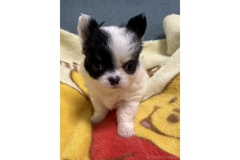 成約済の岡山県のチワワ(ロングコート)-381892の4枚目