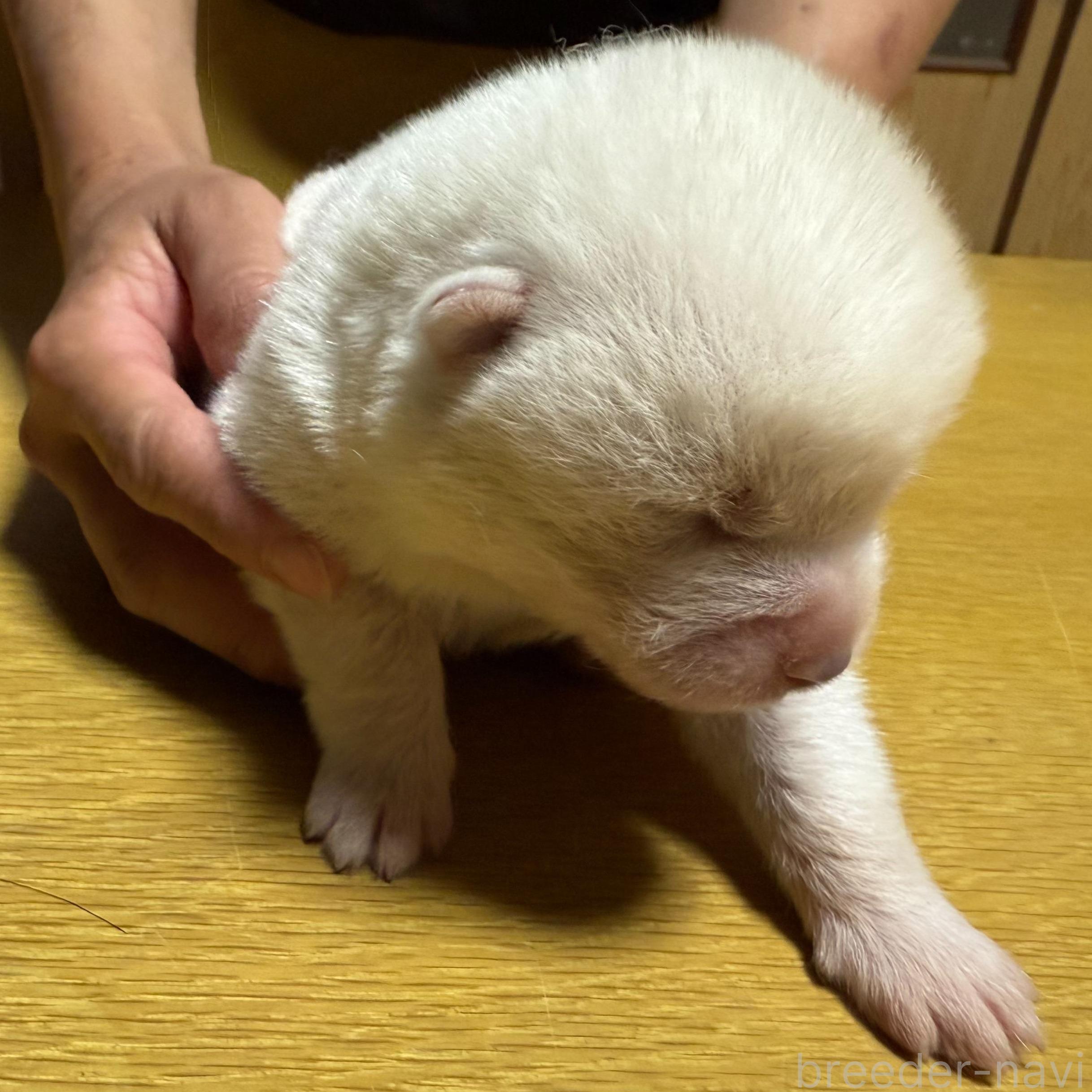 商談中の千葉県の秋田犬-385364