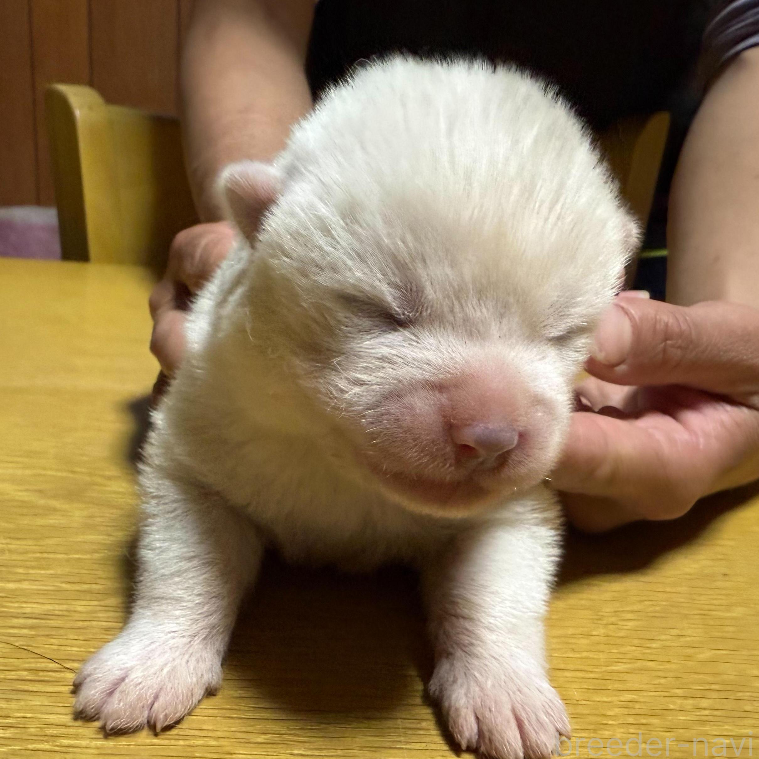 商談中の千葉県の秋田犬-385365