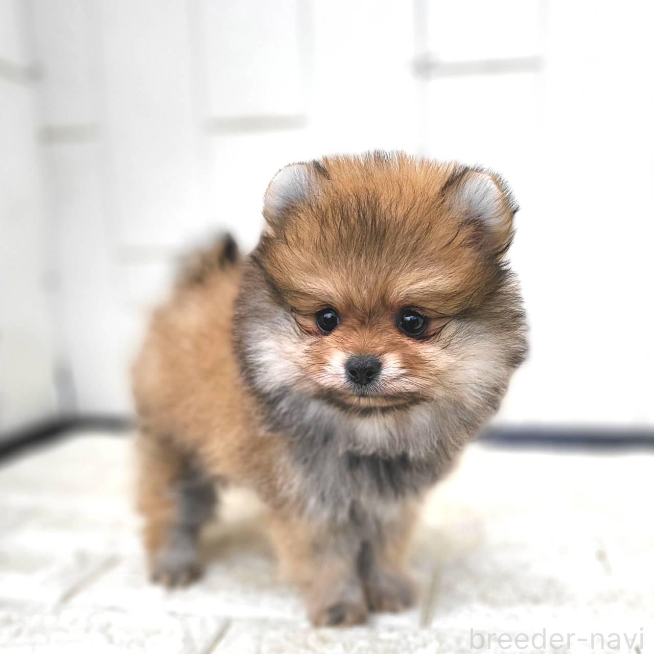 成約済の茨城県のポメラニアン-383572の15枚目