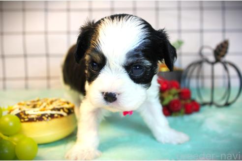 成約済の福岡県のミックス犬-385380の4枚目