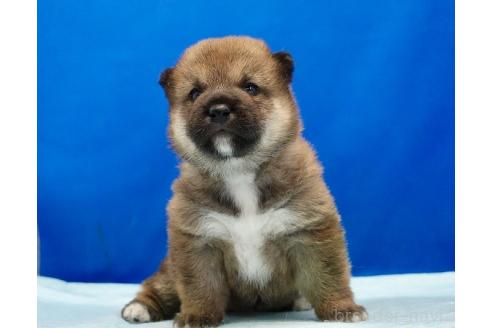 販売中の愛知県の柴犬-385379の6枚目