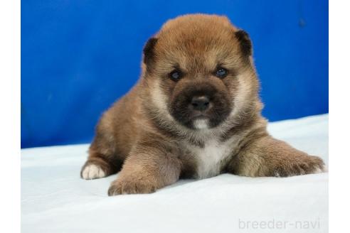 販売中の愛知県の柴犬-385379の3枚目