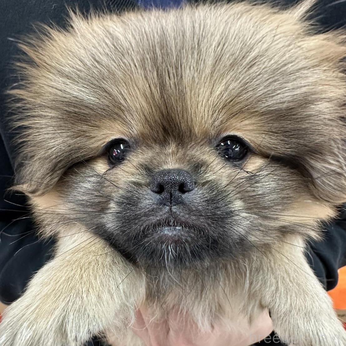 販売中の青森県のミックス犬-385399