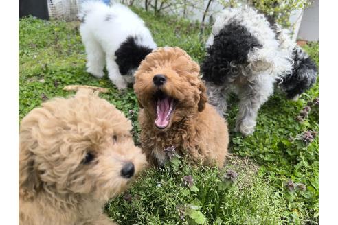成約済の長野県のトイプードル-377142の8枚目