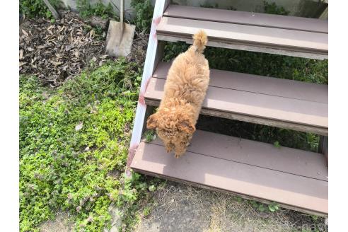 成約済の長野県のトイプードル-377142の7枚目
