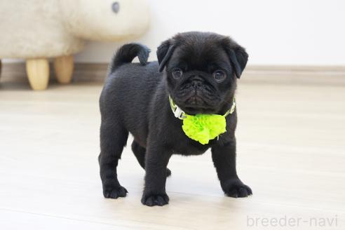 成約済の京都府のパグ-383476の6枚目