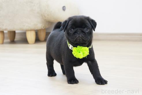 成約済の京都府のパグ-383476の5枚目