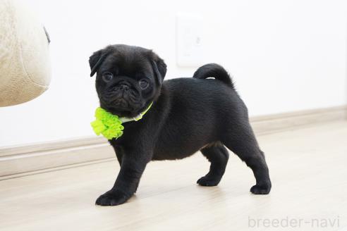 成約済の京都府のパグ-383476の4枚目