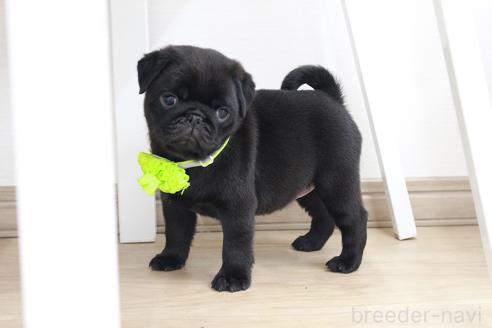 成約済の京都府のパグ-383476の3枚目