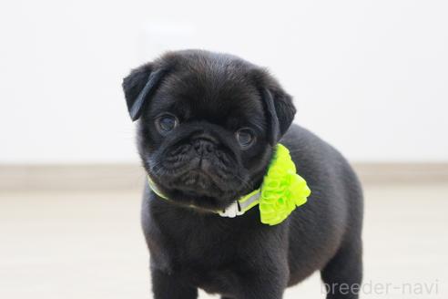 成約済の京都府のパグ-383476の2枚目