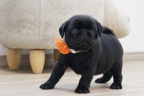 成約済の京都府のパグ-383475の6枚目