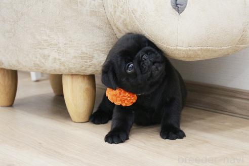 成約済の京都府のパグ-383475の7枚目