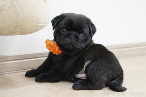 成約済の京都府のパグ-383475の5枚目