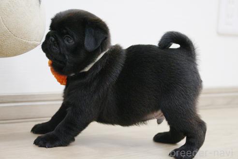 成約済の京都府のパグ-383475の4枚目