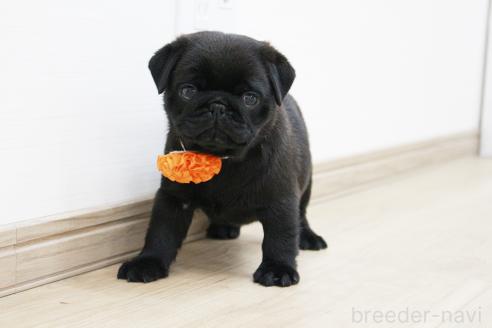 成約済の京都府のパグ-383475の2枚目