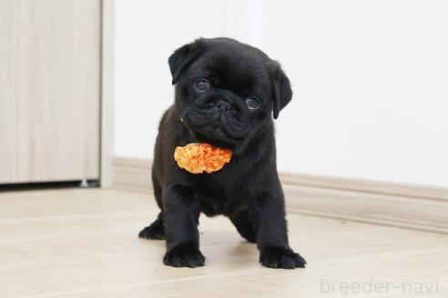 成約済の京都府のパグ-383475の3枚目