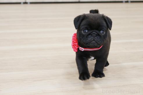 成約済の京都府のパグ-383474の6枚目