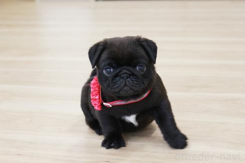 成約済の京都府のパグ-383474の5枚目