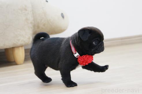 成約済の京都府のパグ-383474の4枚目