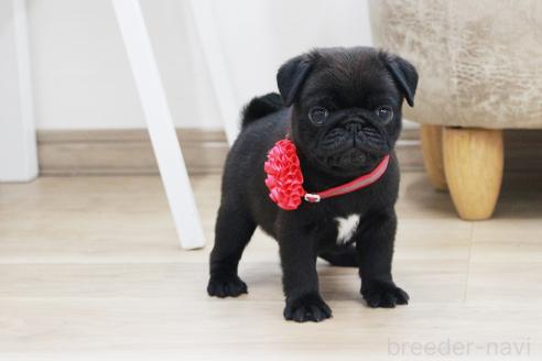 成約済の京都府のパグ-383474の3枚目