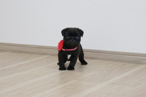 成約済の京都府のパグ-383474の2枚目