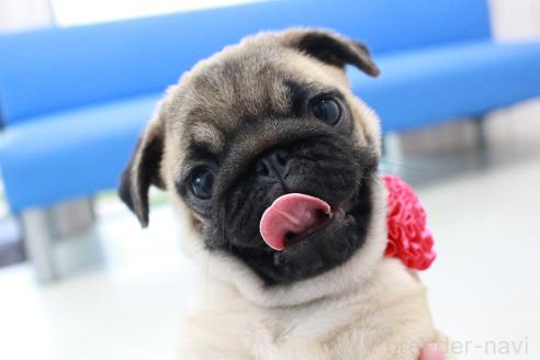 成約済の京都府のパグ-375668