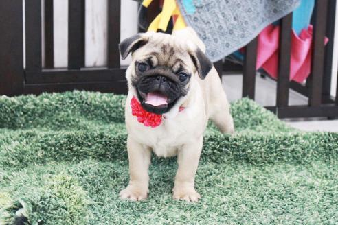 成約済の京都府のパグ-375668の6枚目