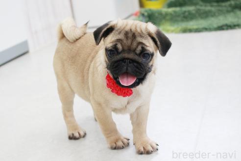 成約済の京都府のパグ-375668の5枚目