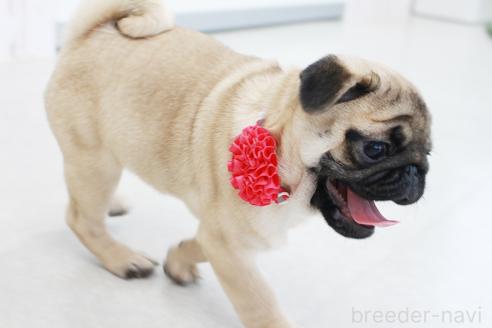 成約済の京都府のパグ-375668の4枚目