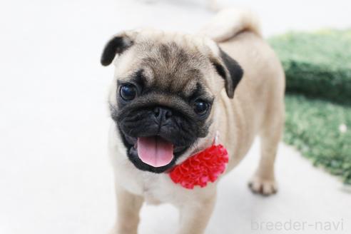 成約済の京都府のパグ-375668の3枚目