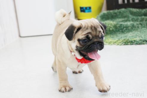 成約済の京都府のパグ-375668の2枚目