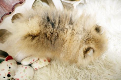 成約済の佐賀県のポメラニアン-381718の2枚目