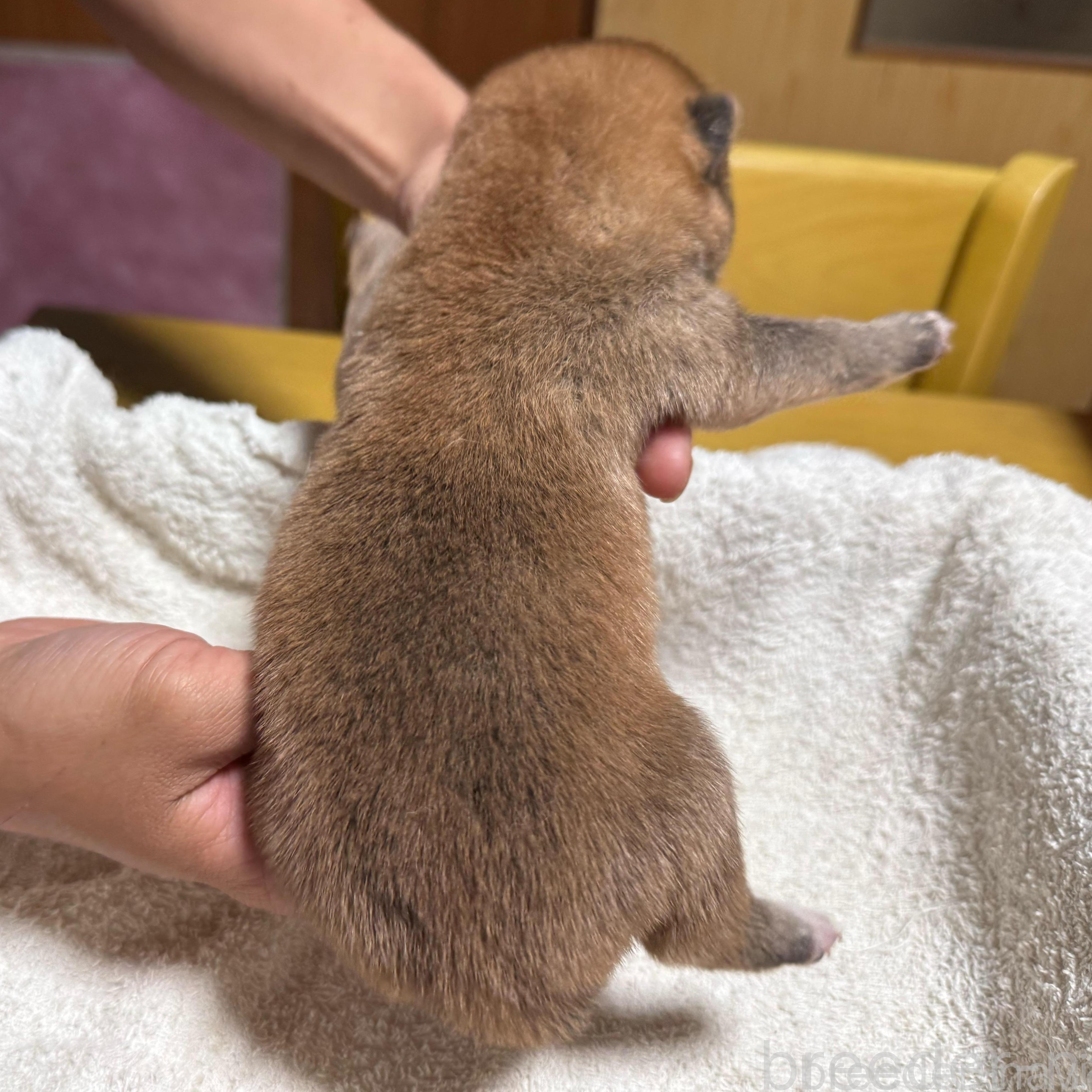 販売中の千葉県の柴犬-385437の2枚目